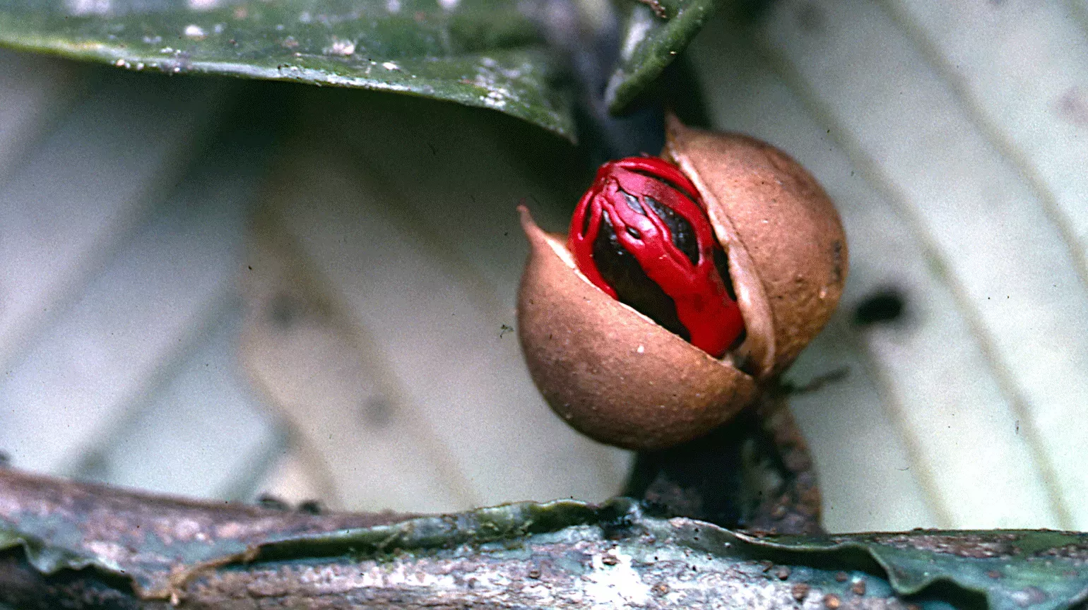 Nutmeg Myristica: a small round seed with a red and black inside