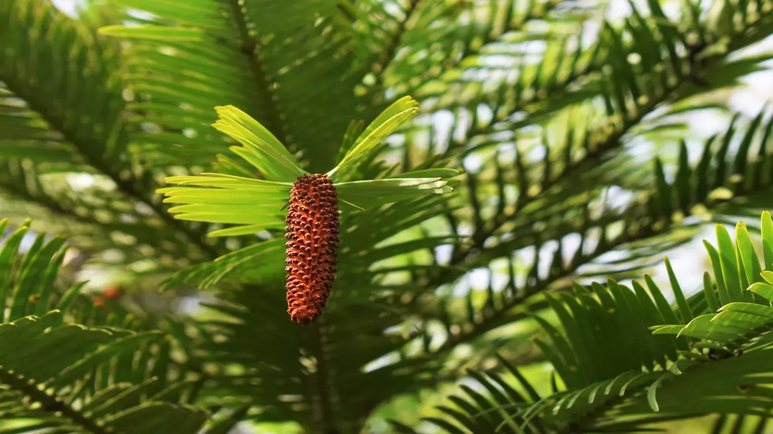 Narrow male cone of wollemi pine