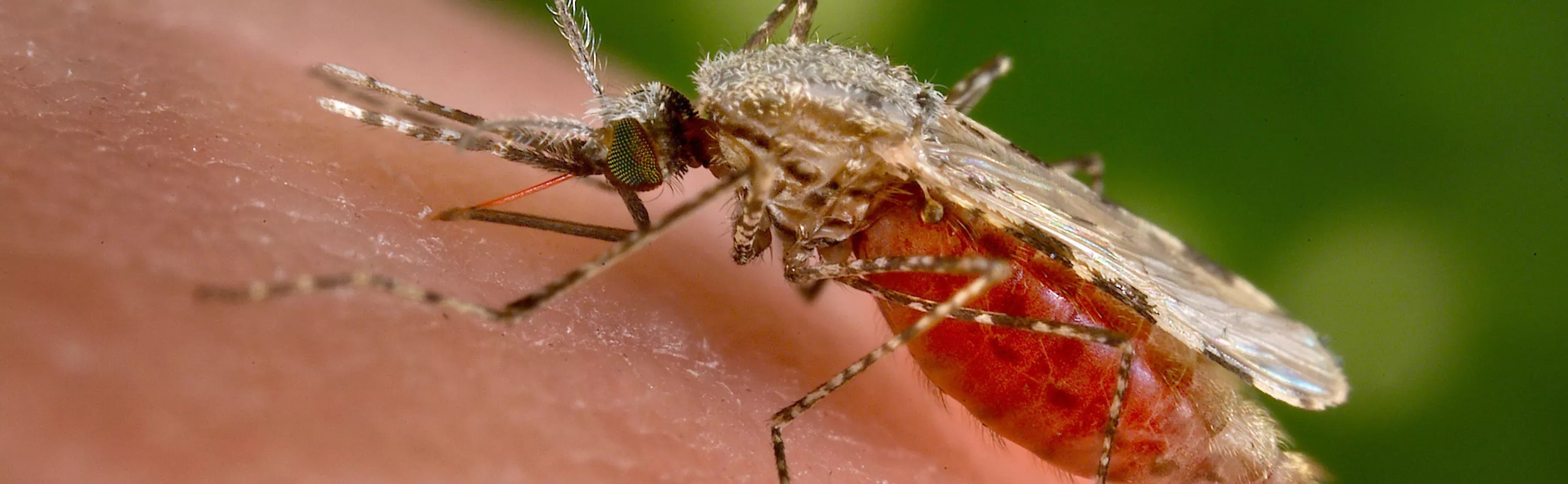 Anopheles stephensi mosquito close up on skin taking a blood meal
