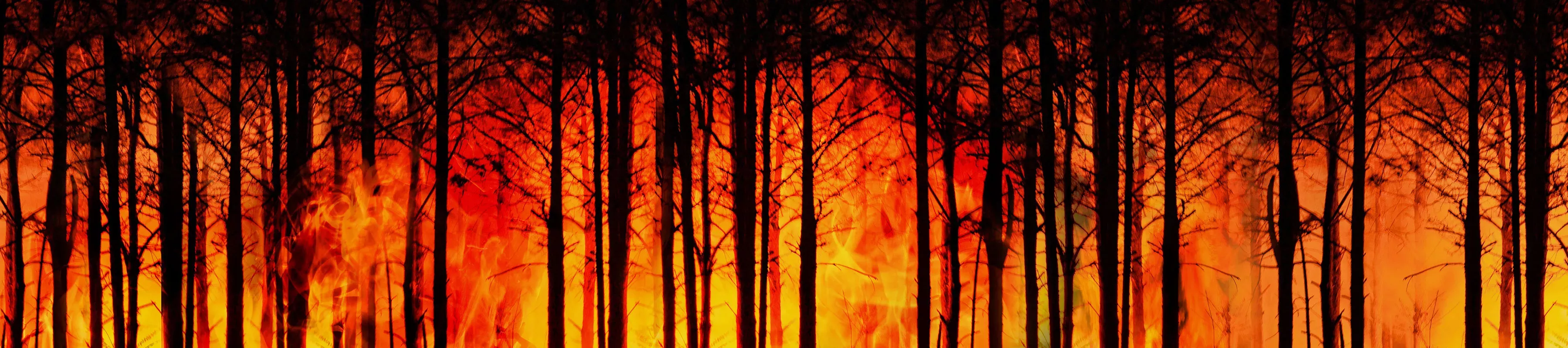 Tree trunks surrounded by raging orange flames