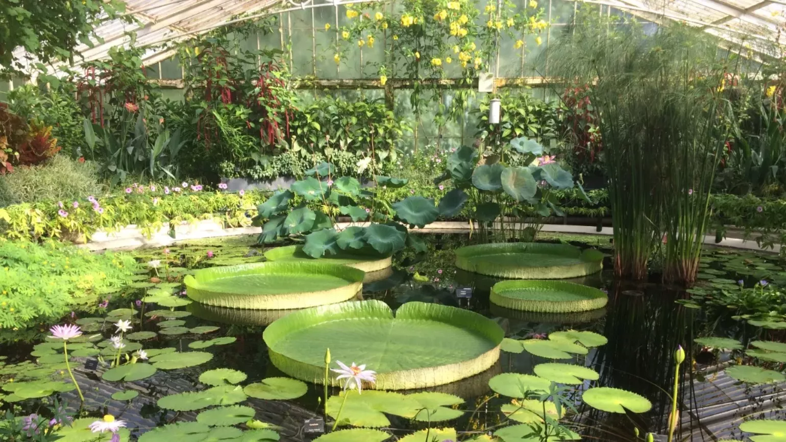 Inside Kew's Waterlily House