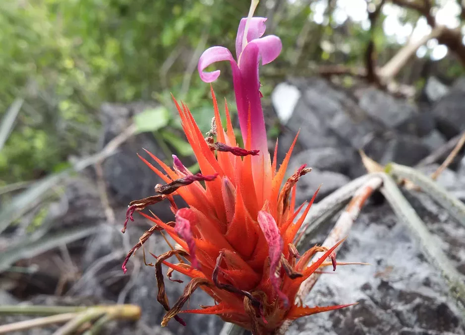Orange and purple spiky bromeliad