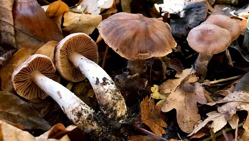 Toadstall mushrooms amongst leaves near Heathrow