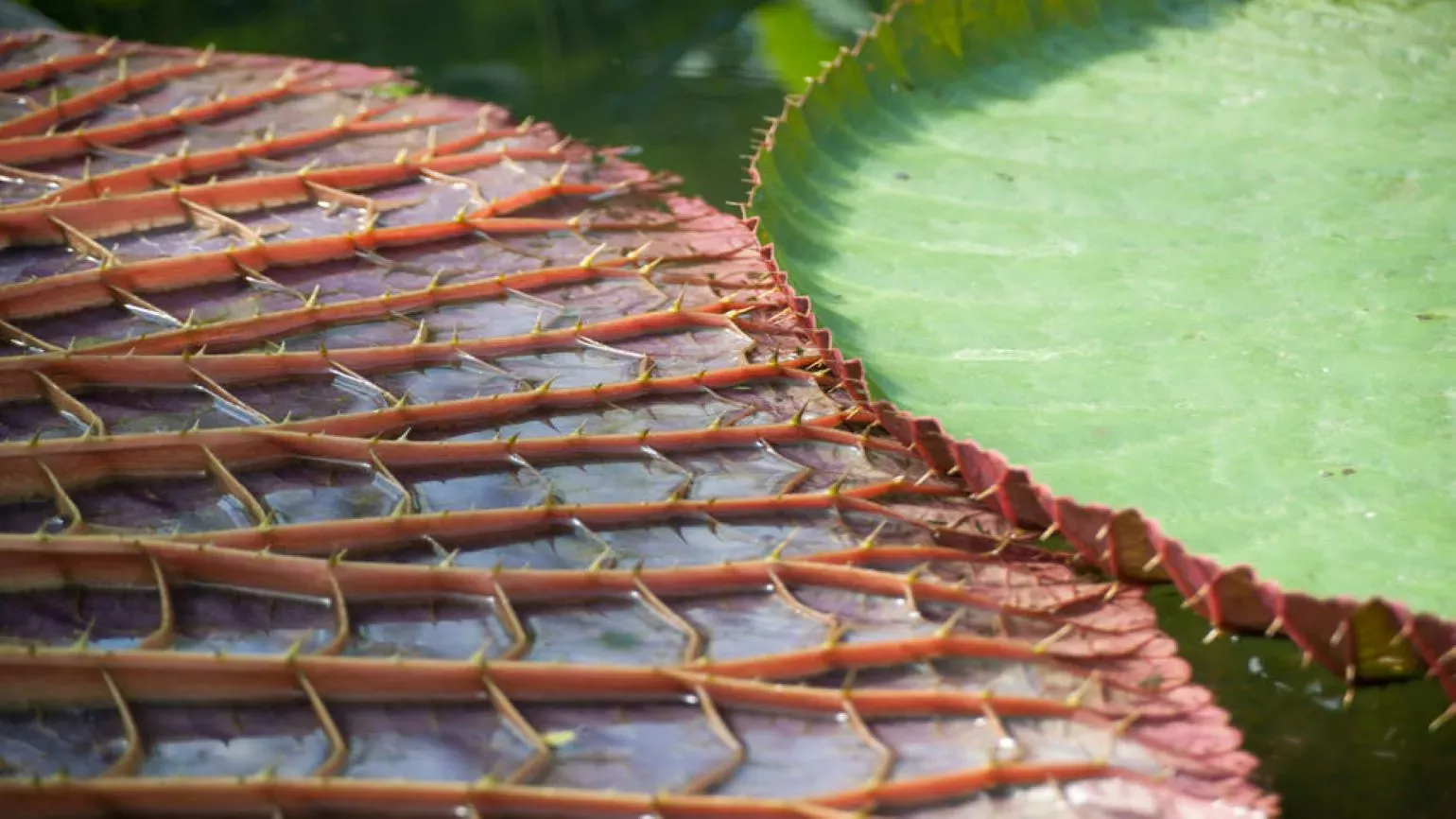 Green upper side and red, ribbed lower side of giant waterlily leaves