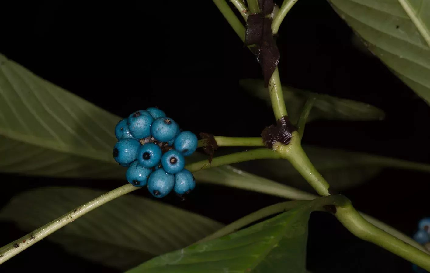 Bright blue berries