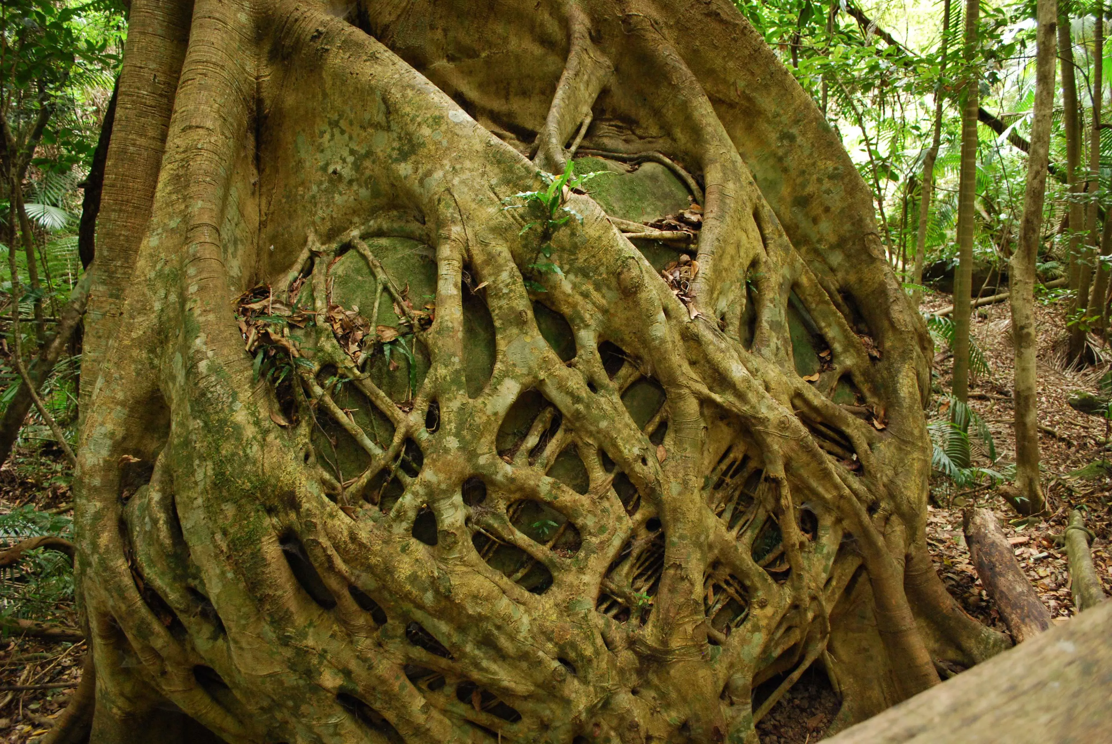 Plant roots wrapped around a boulder