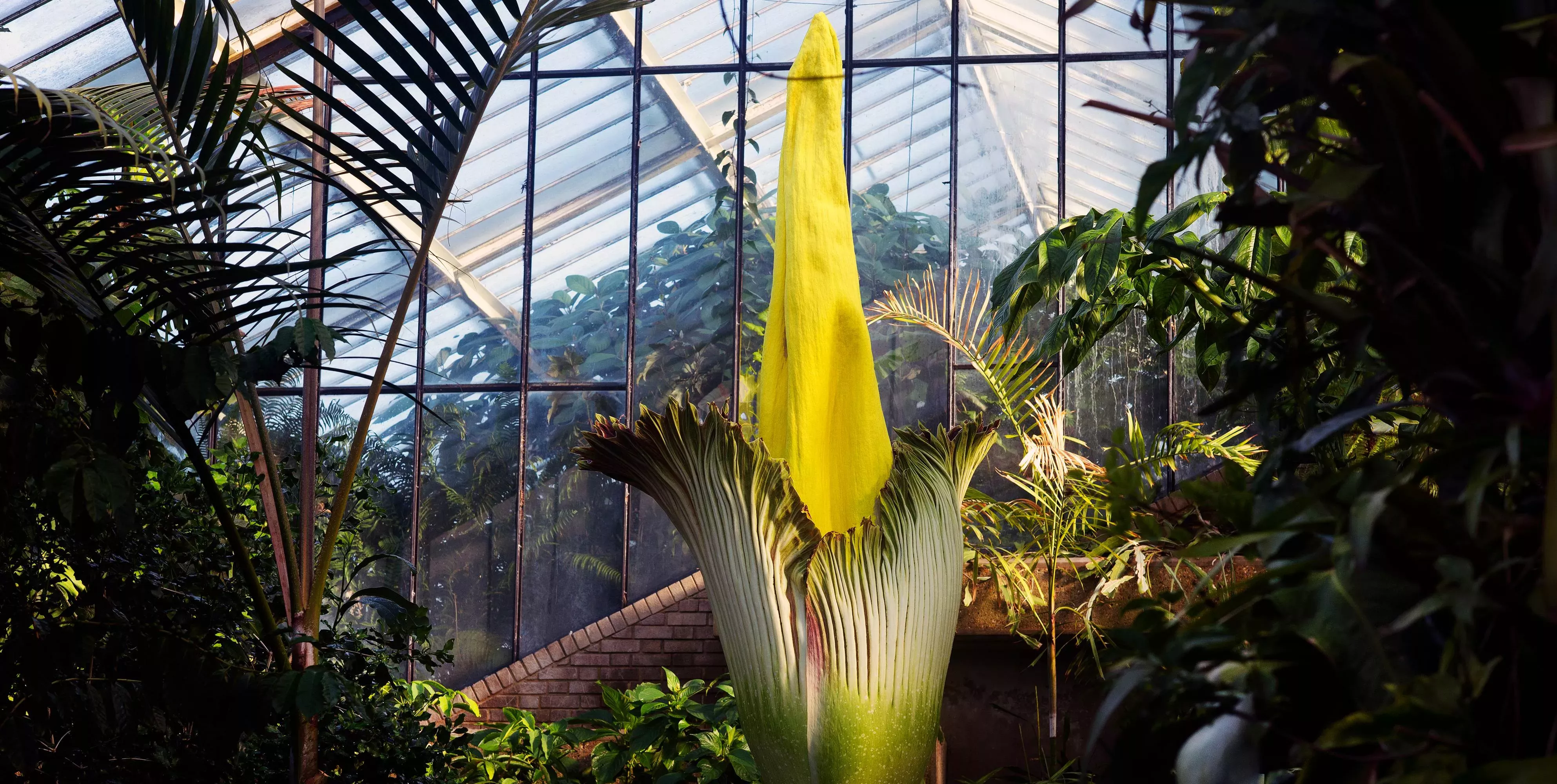 An image of the Titan Arum in the Princess of Wales Conservatory 