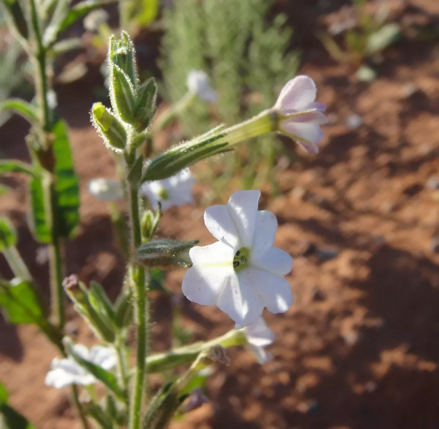 Wild tobacco plant with white flower growing on red dusty soil