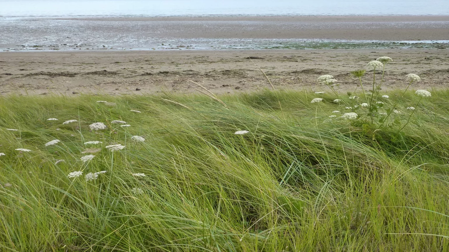 Several white wild carrot flowers growing in green grass near a beach