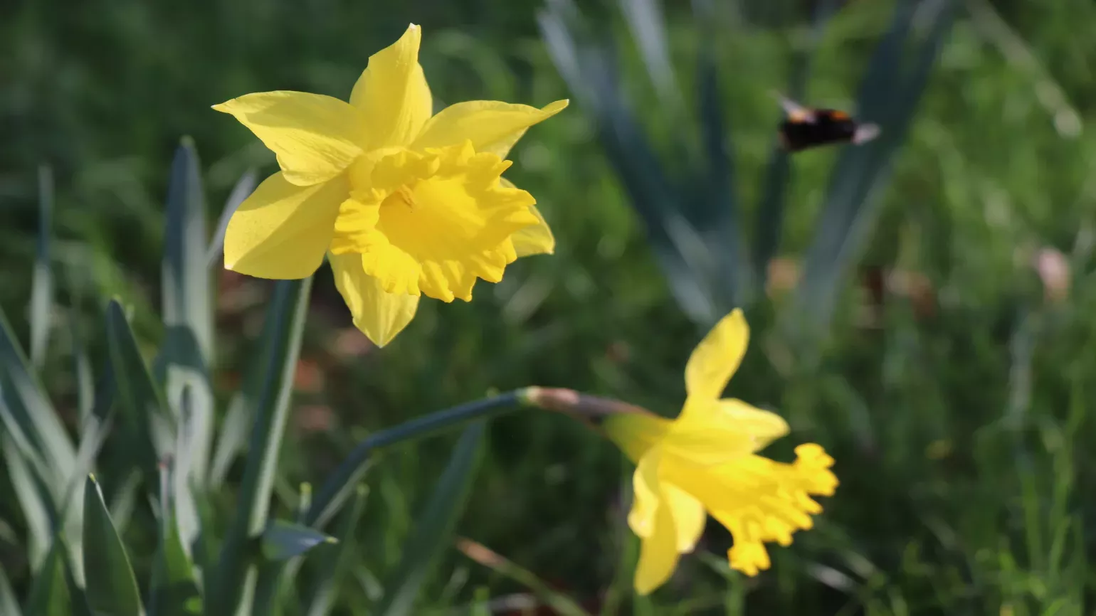 Two yellow daffodils growing in a green field