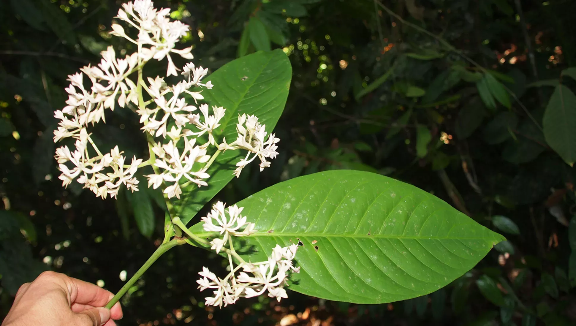 Hand holding the Ardisia pyrotechnica in flower. A white inflorescence is accompanied by two large light green oval shaped leaves 