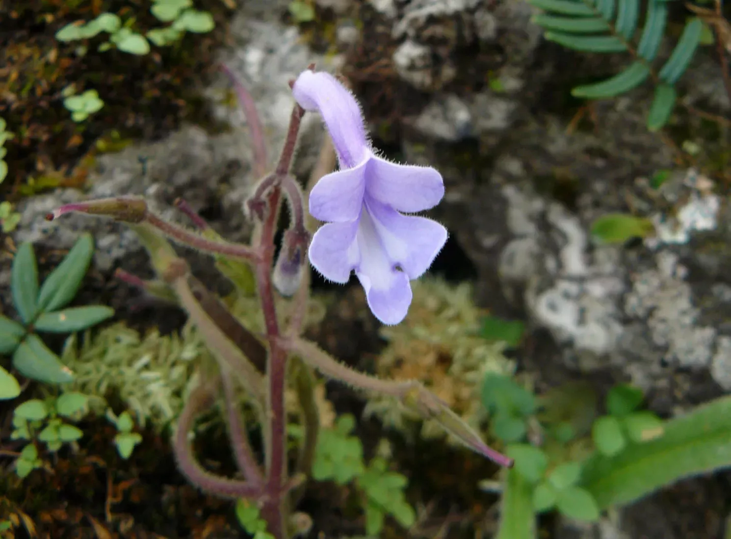 Violet tube flower of Streptocarpus malachiticola growing on a rock
