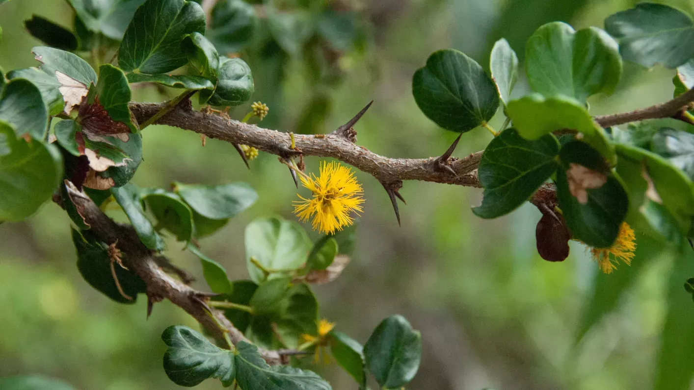 Bright yellow small pom pom-like flower of poke-me-boy hanging from a branch surrounded by dark green leaves