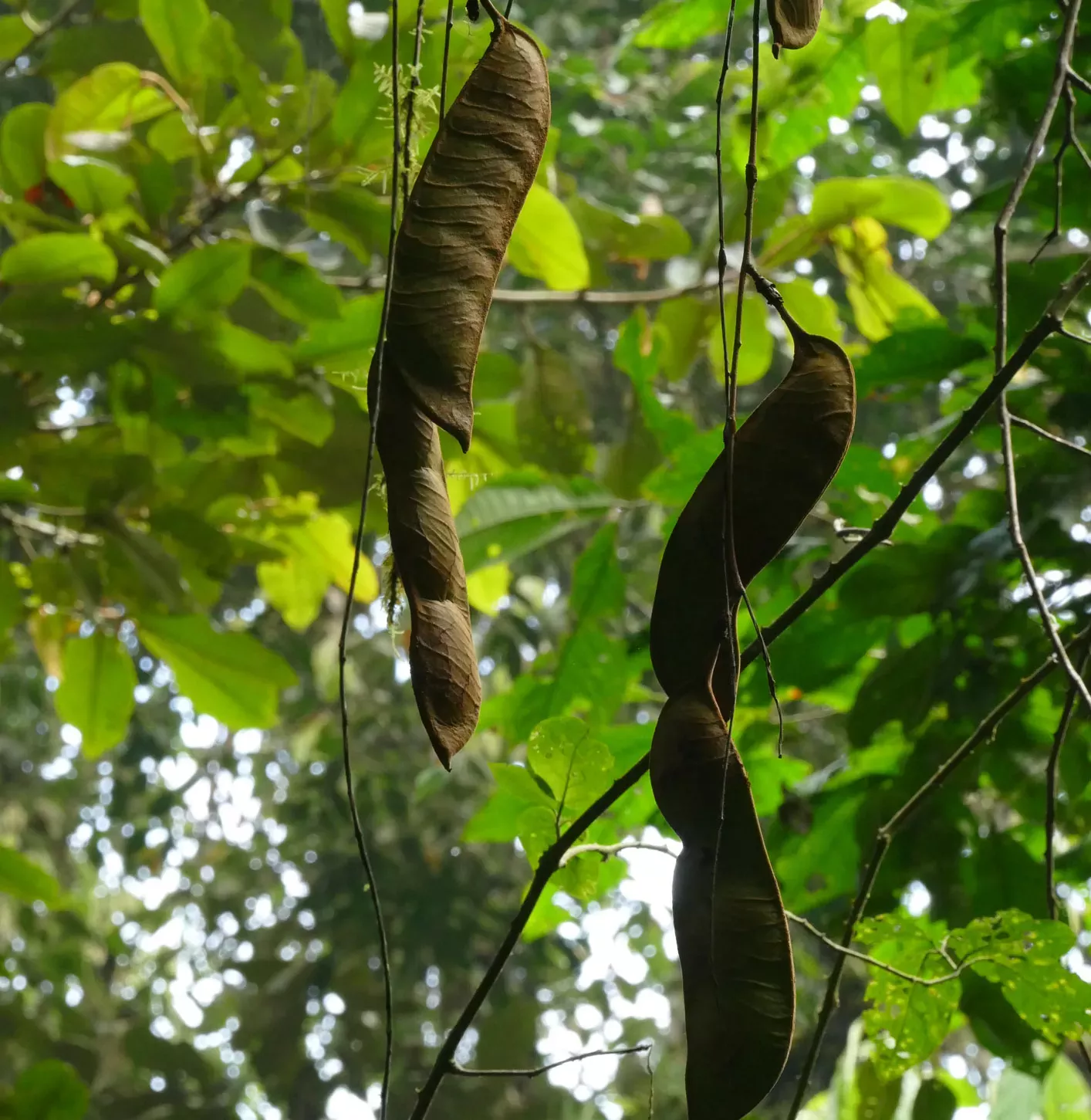 Two large legume pods of Ecuadendron acosta-solisianum hanging from the tree