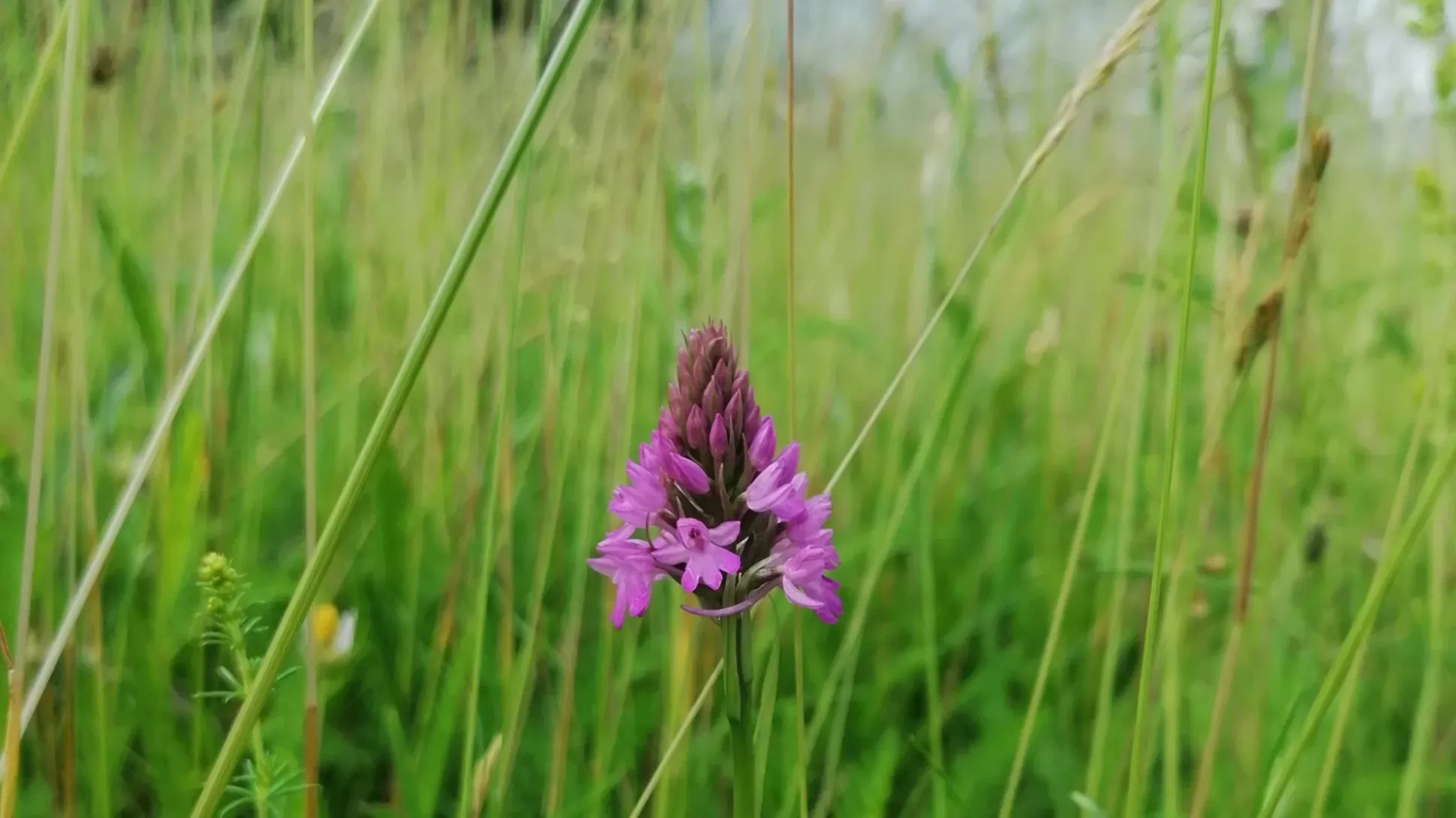 A bright purple orchid in a green wildflower field