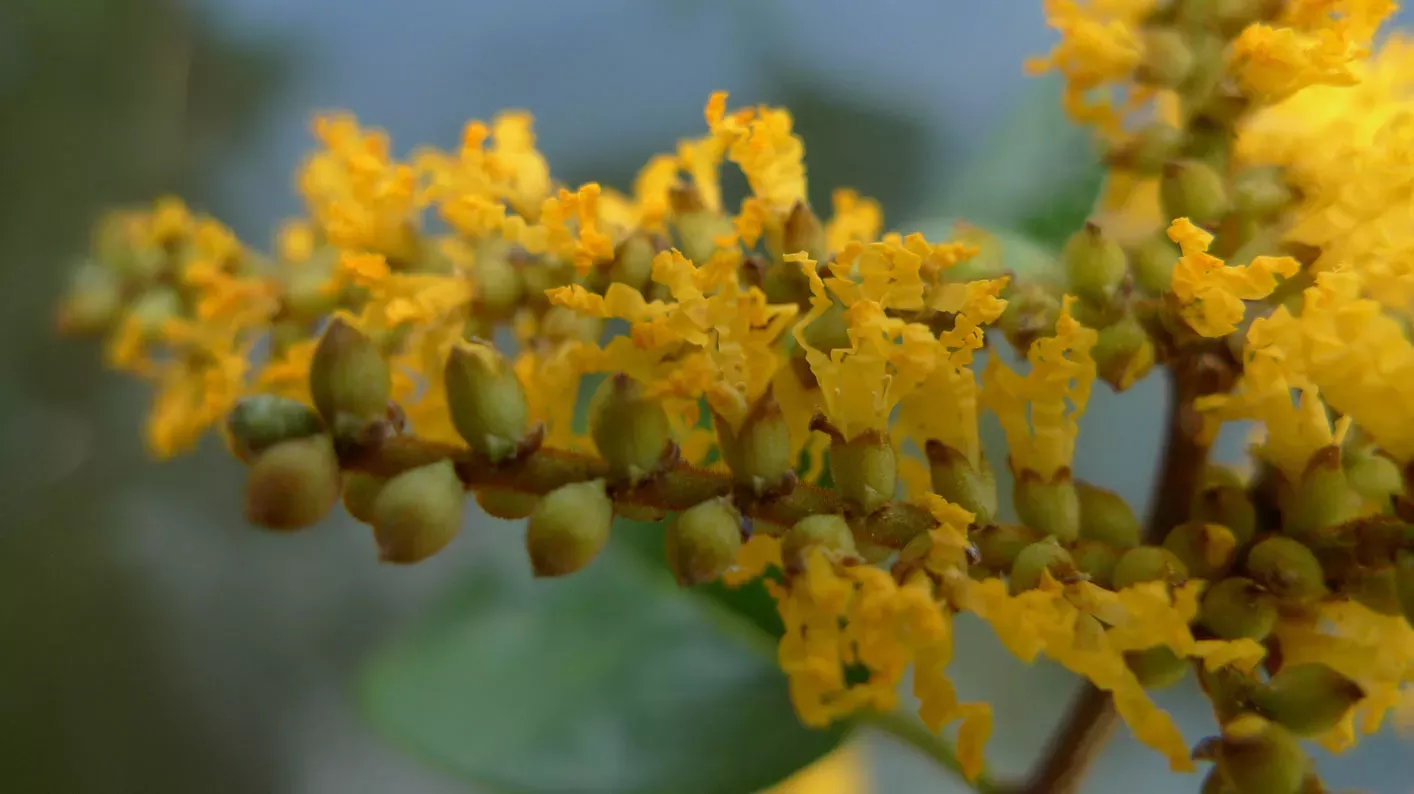 A close up of the yellow flowers of Pterocarpus dubius with some closed buds