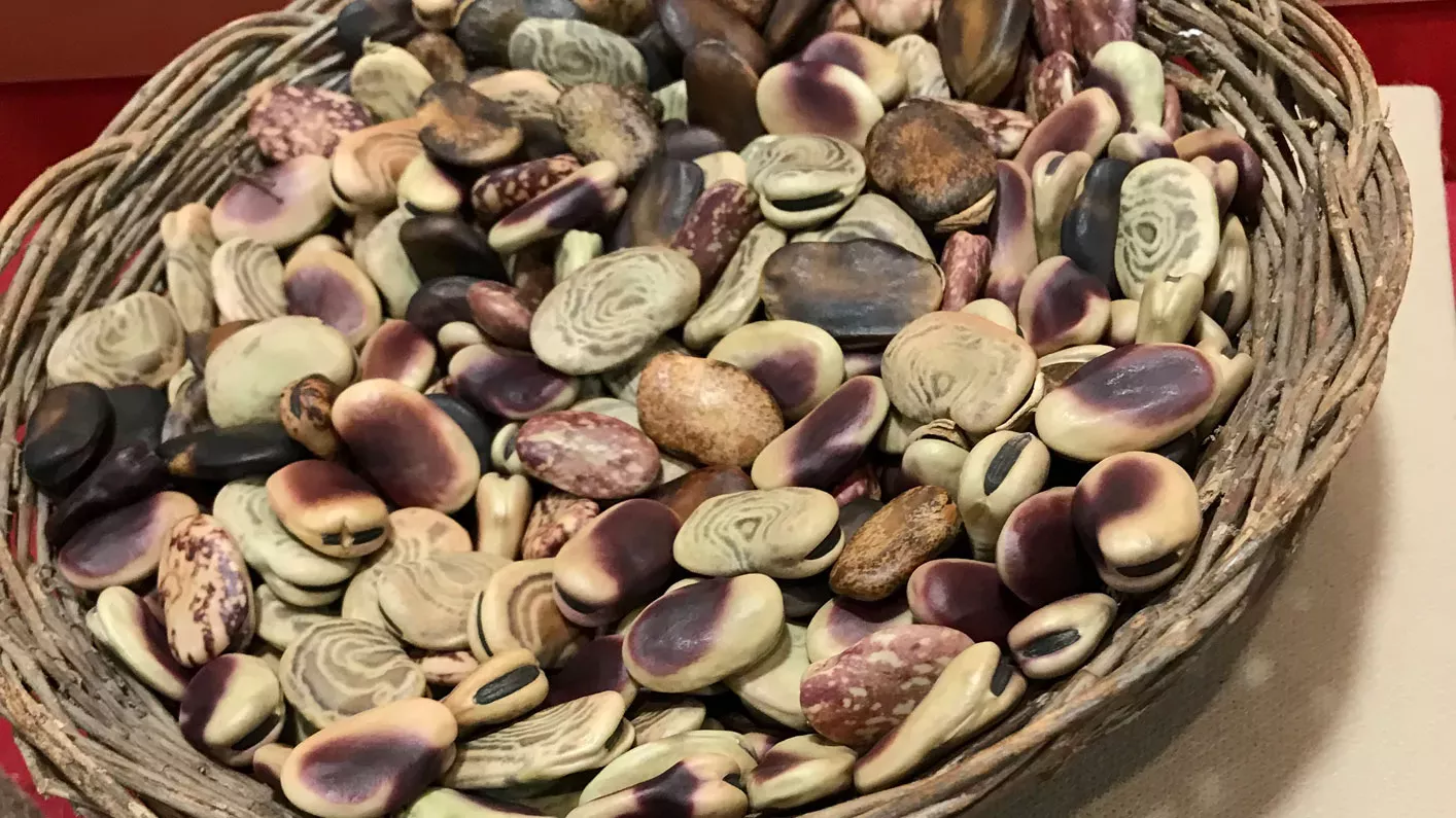 Basket of dried faba beans. Each bean is a pale green with large purple spots.