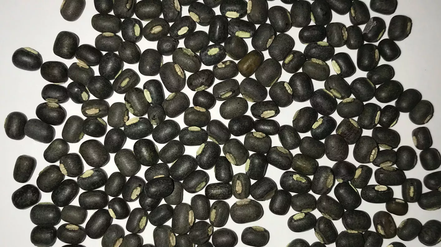 Lots of black Vigna mungo beans