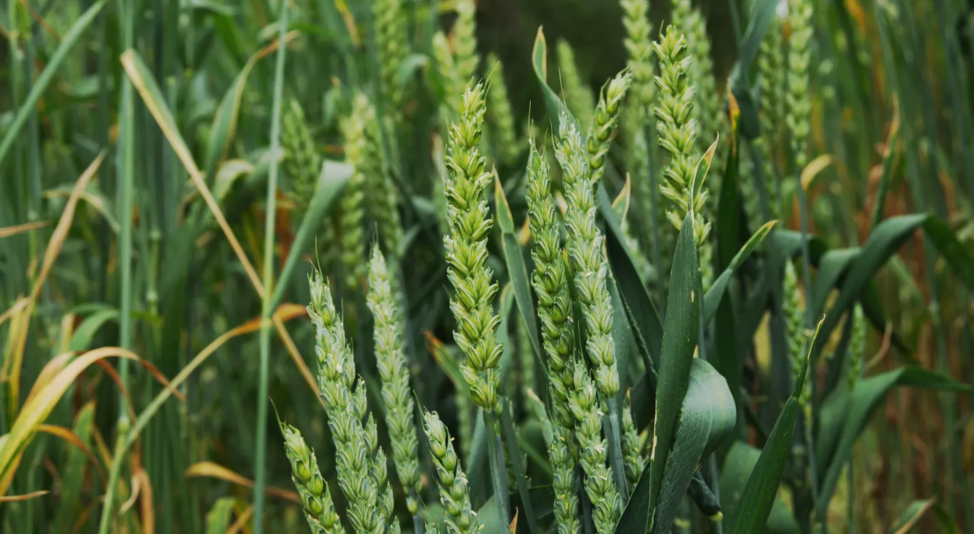 Green wheat Triticum aestivum growing in a field