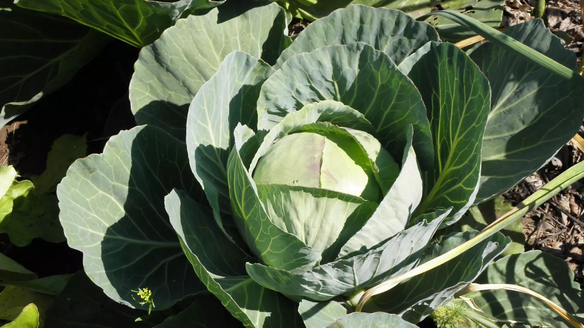 A green cabbage with large fleshy leaves