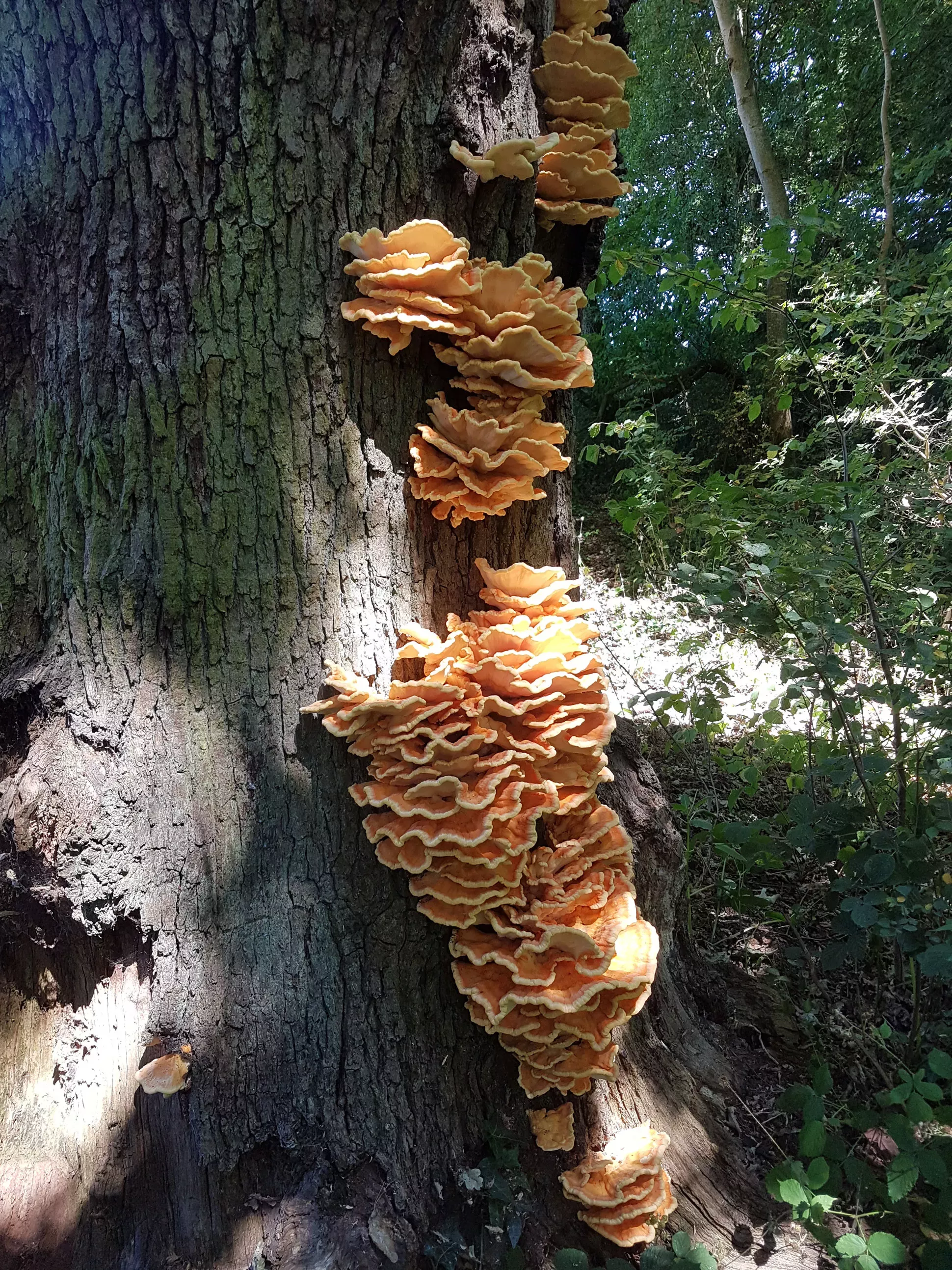 Several orange yellow shelf structures of Laetiporus sulphureus growing up the side of a tree. The sun is shining through the woodland