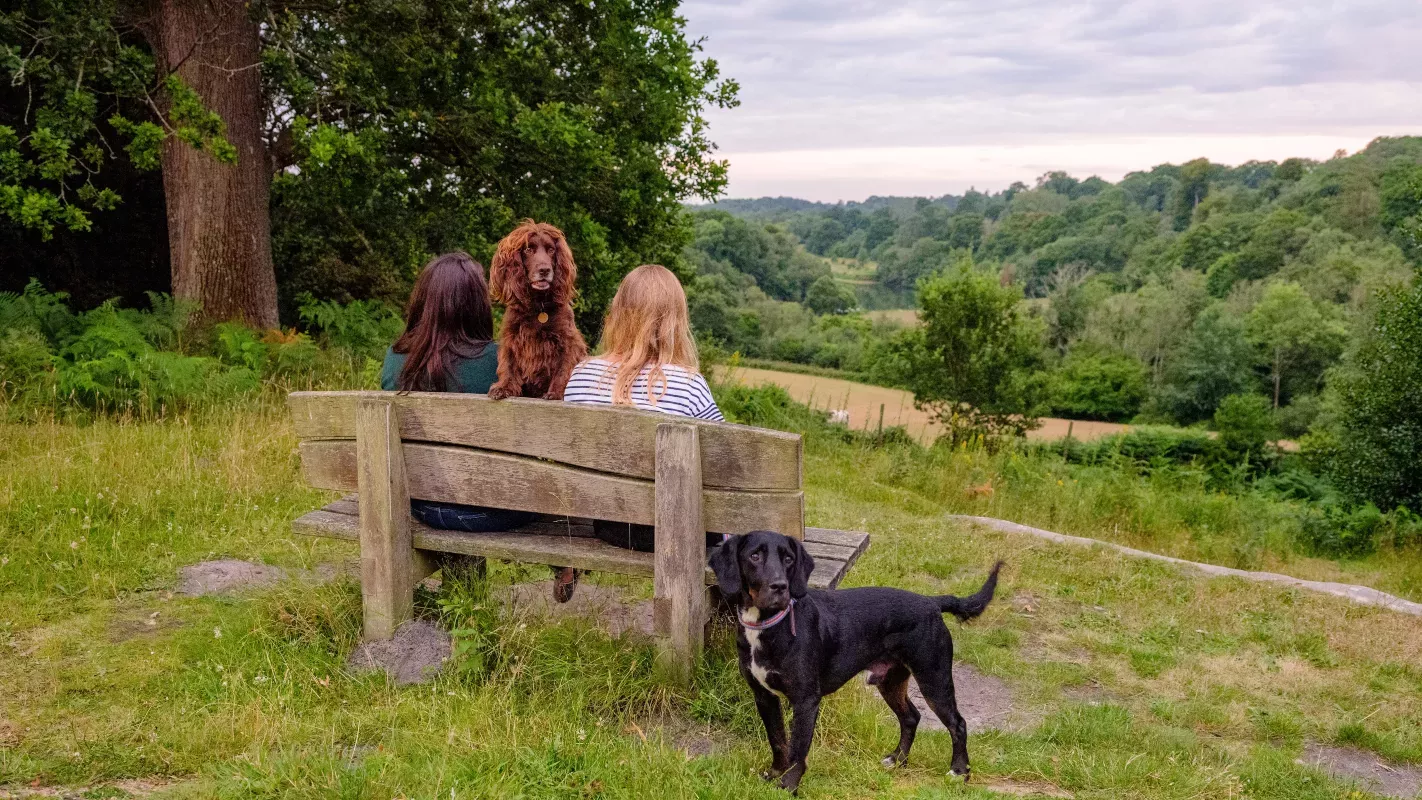Two women sit on a bench whilst their dogs peer to camera