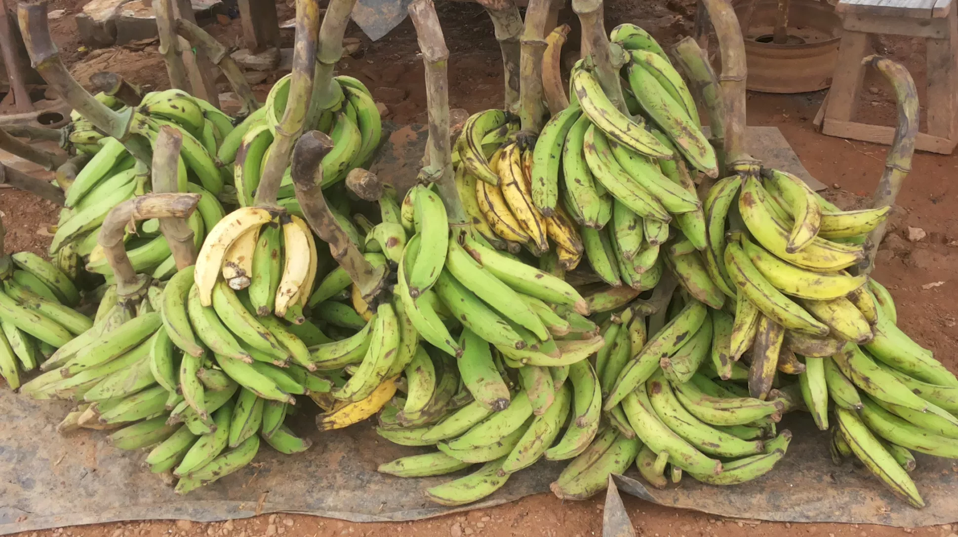 A pile of green and yellow curved plantain fruits on the floor