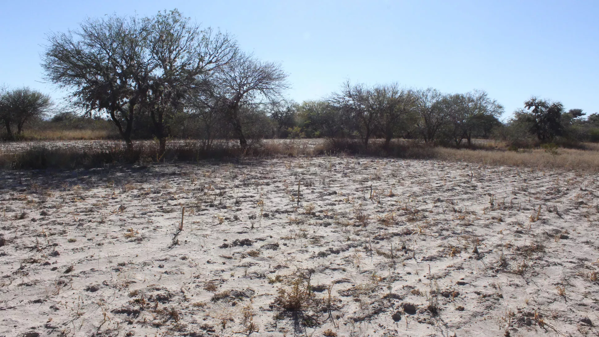A dry and dusty landscape in Mexico. Barely any vegetation is visible apart from six very small dry trees. The sky above is bright blue.
