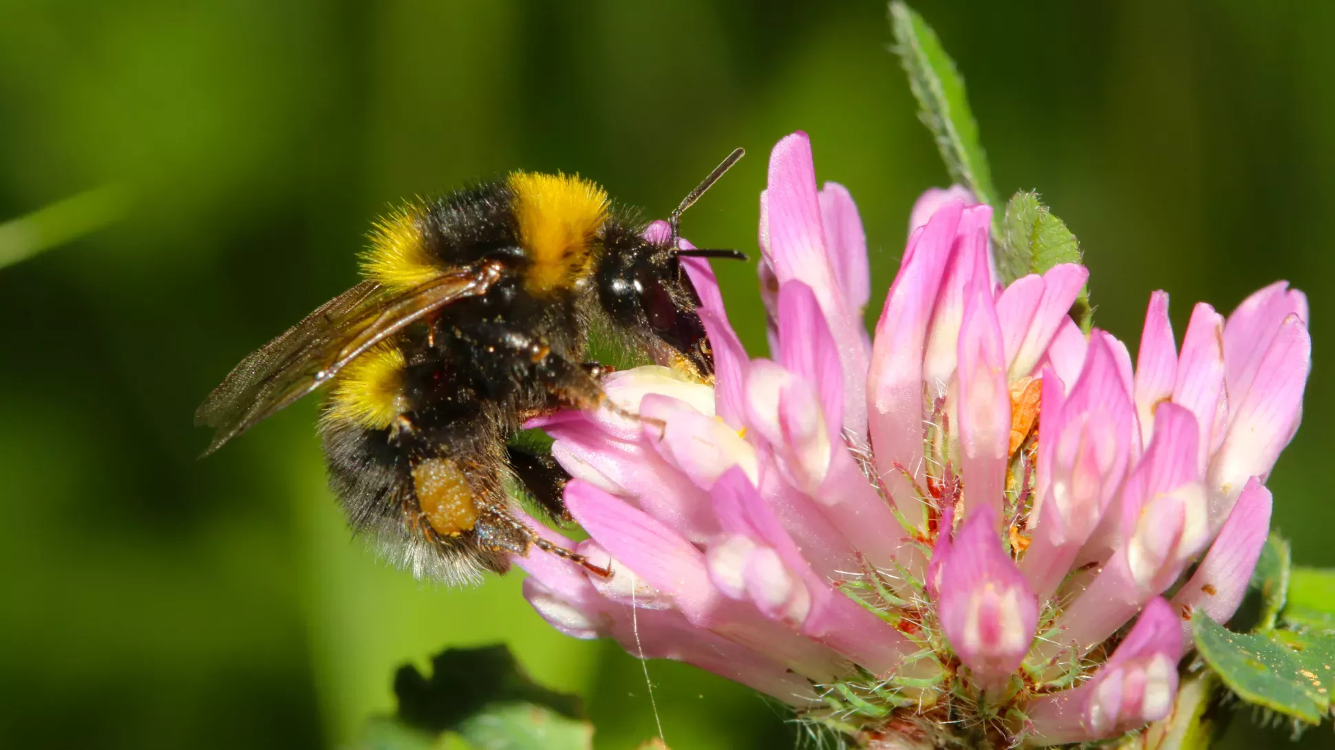 A black and yellow bumblebee feeding on a pink white flower