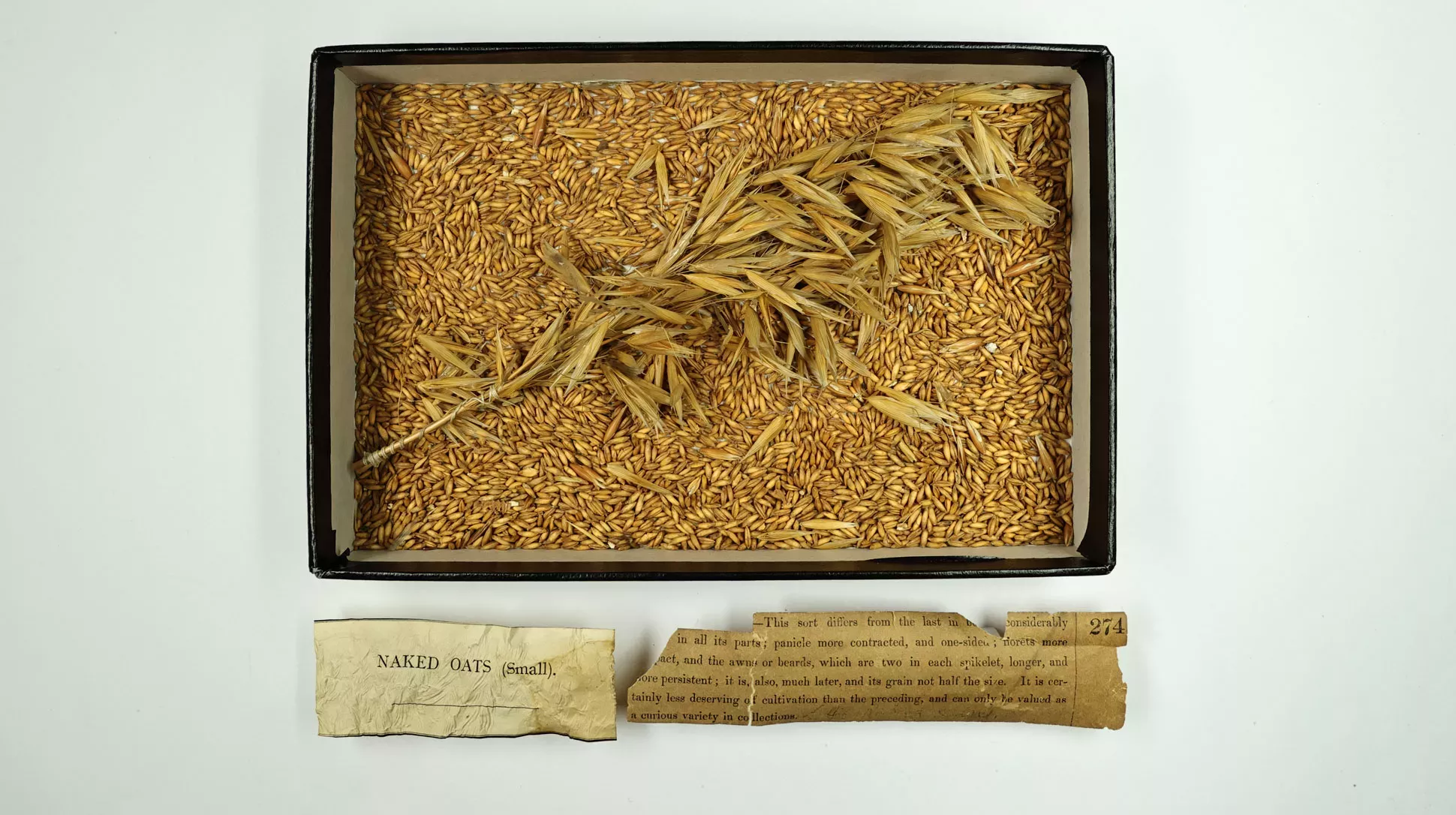 Black box full of dried pillas panicle. Underneath are two bits of scrunched up yellow paper. One reads Naked oats (small). The second paper has a description of the plant and grains but the paper is ripped so there are no complete sentences.
