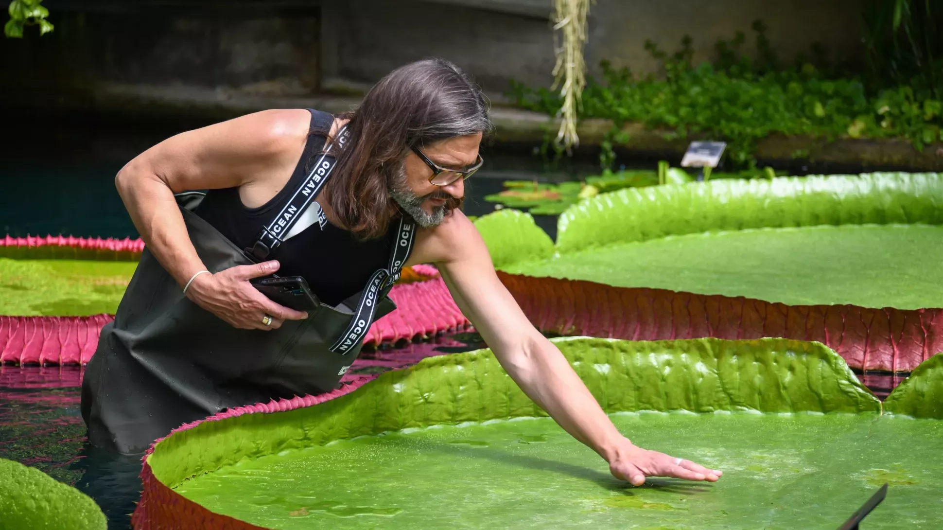 Kew botanical horticulturalist inspecting a giant waterlily pad