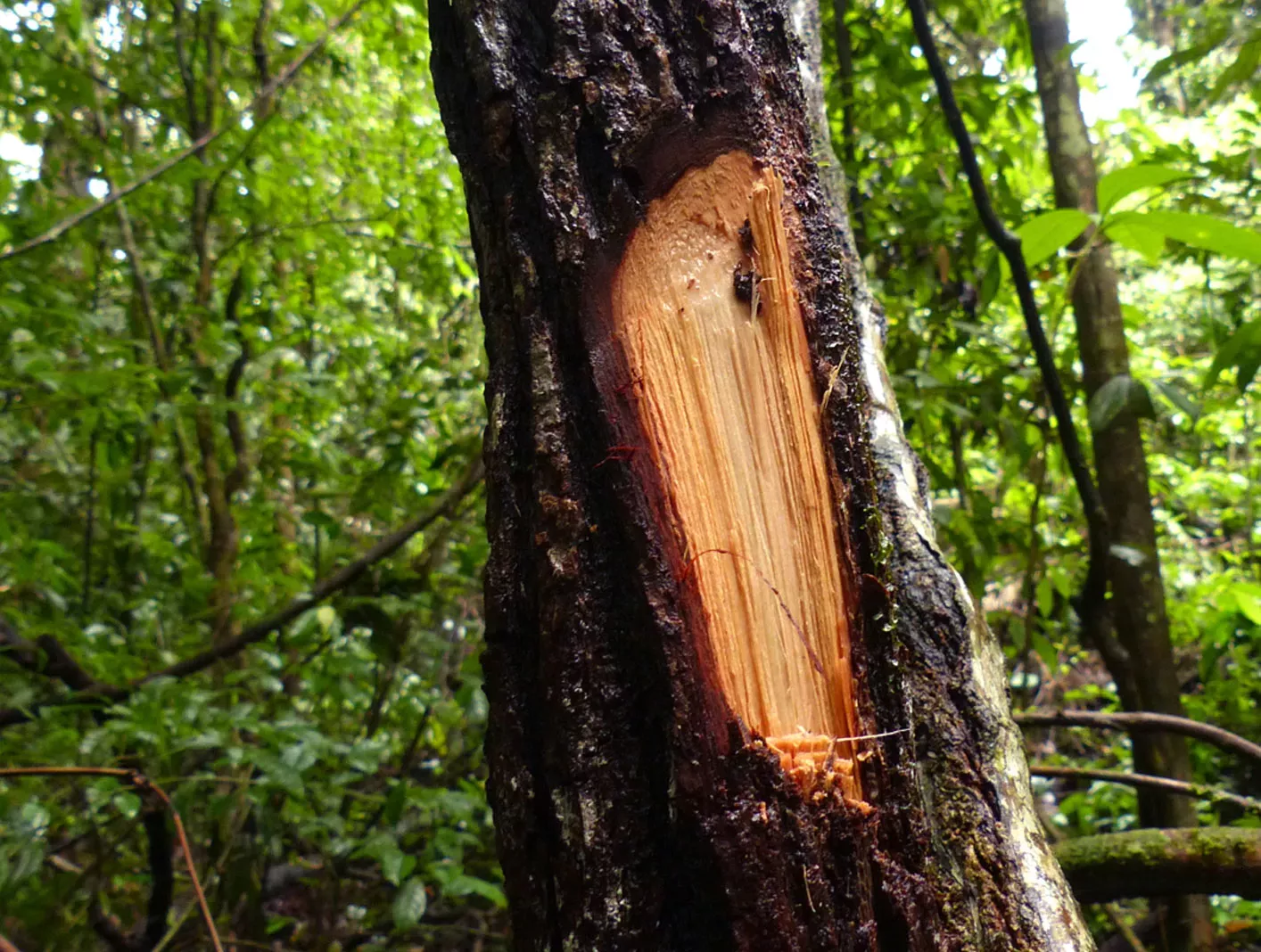 Trunk of Uncaria guianensis. Some of the trunk has been carved away.