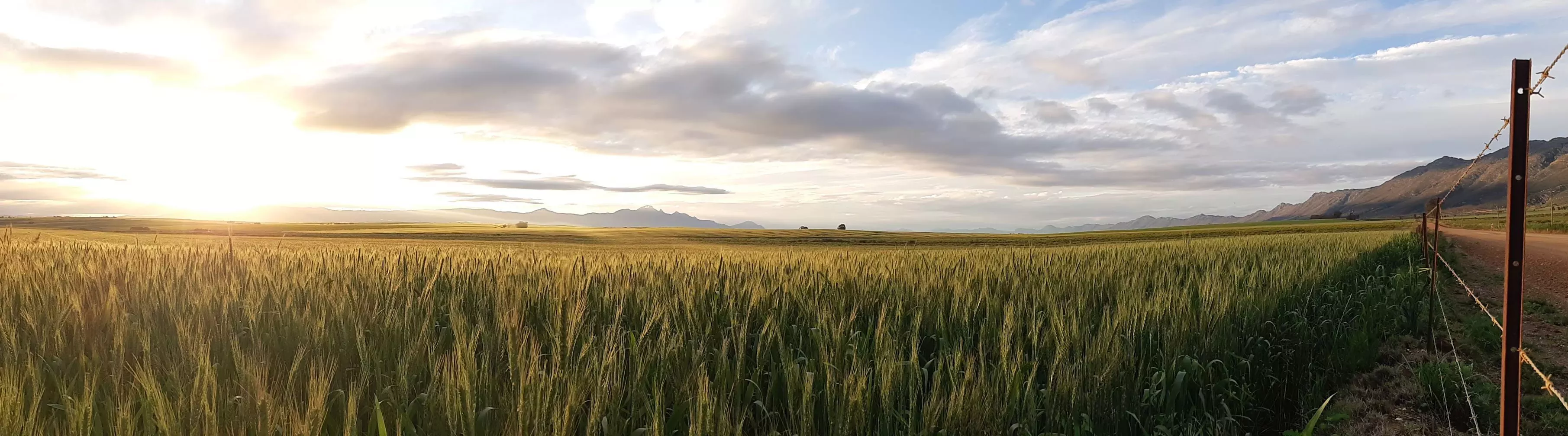 Very large field of young green wheat in South Africa. Far away in the background and on the right-hand side are mountains. The sun is setting which has created a bright dusky glow across the field.