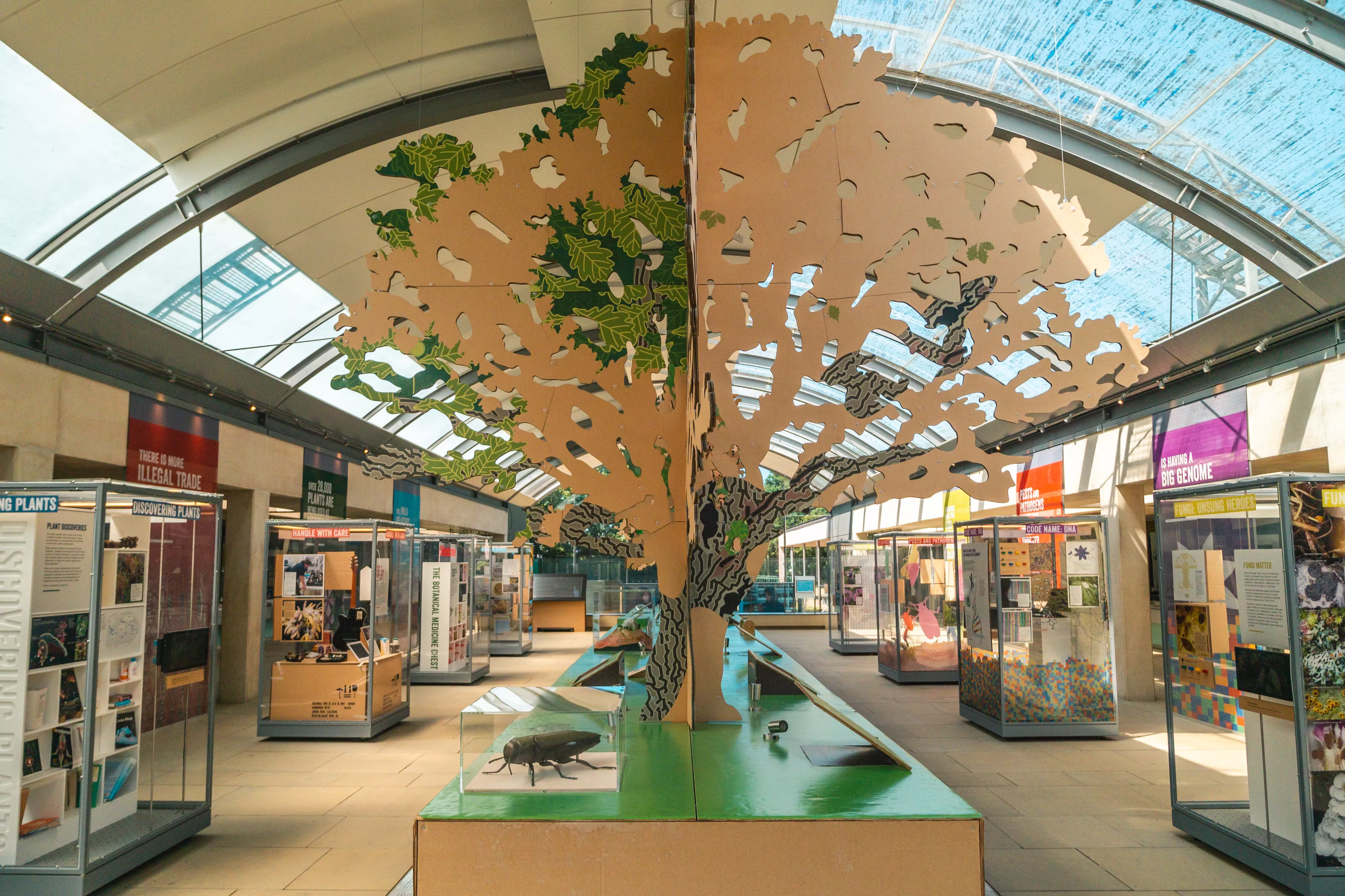 Wooden tree surrounded by glass exhibition