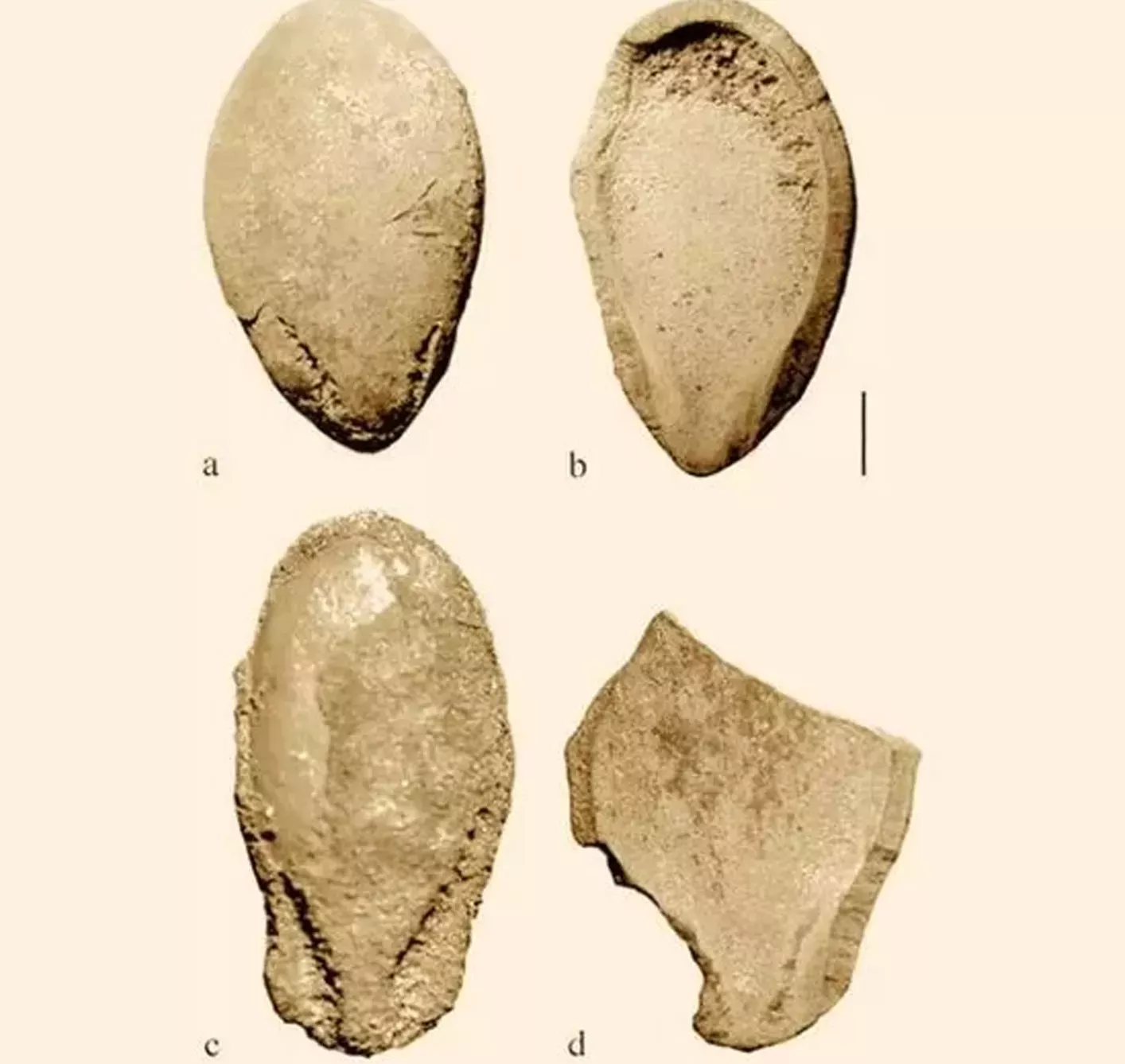 A computer scan of four ancient watermelon seeds labelled a to d. Each one has marks on the surface. 