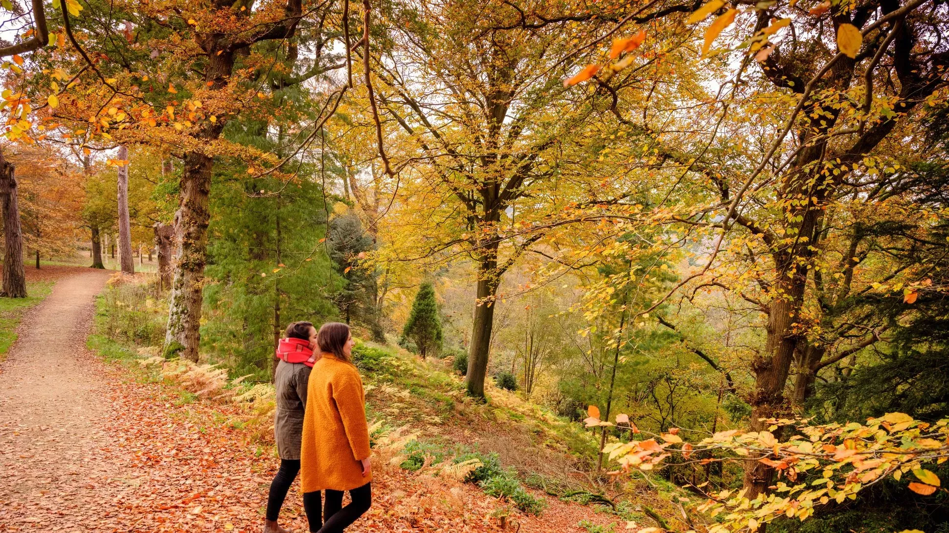 A pair of people on a path through an golden brown autumnal forest