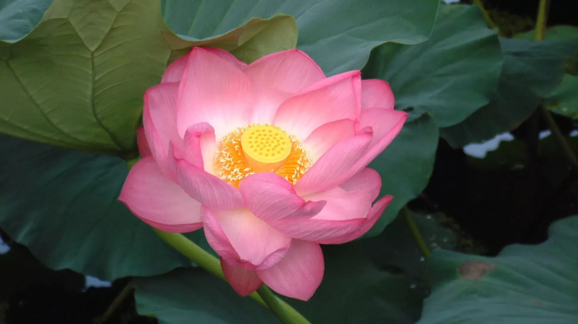 A bright pink scared lotus flower with a yellow centre growing in water