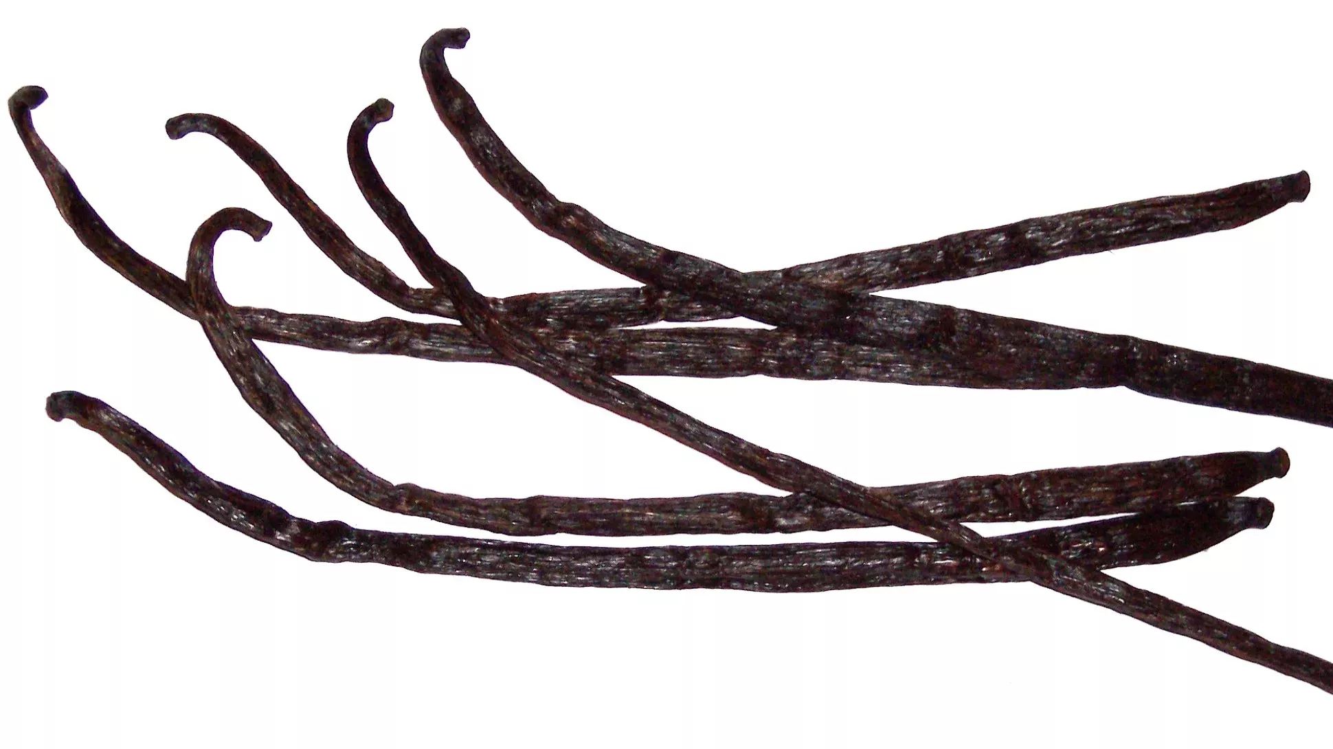 Long dark brown seed pods from vanilla orchids sometimes called beans