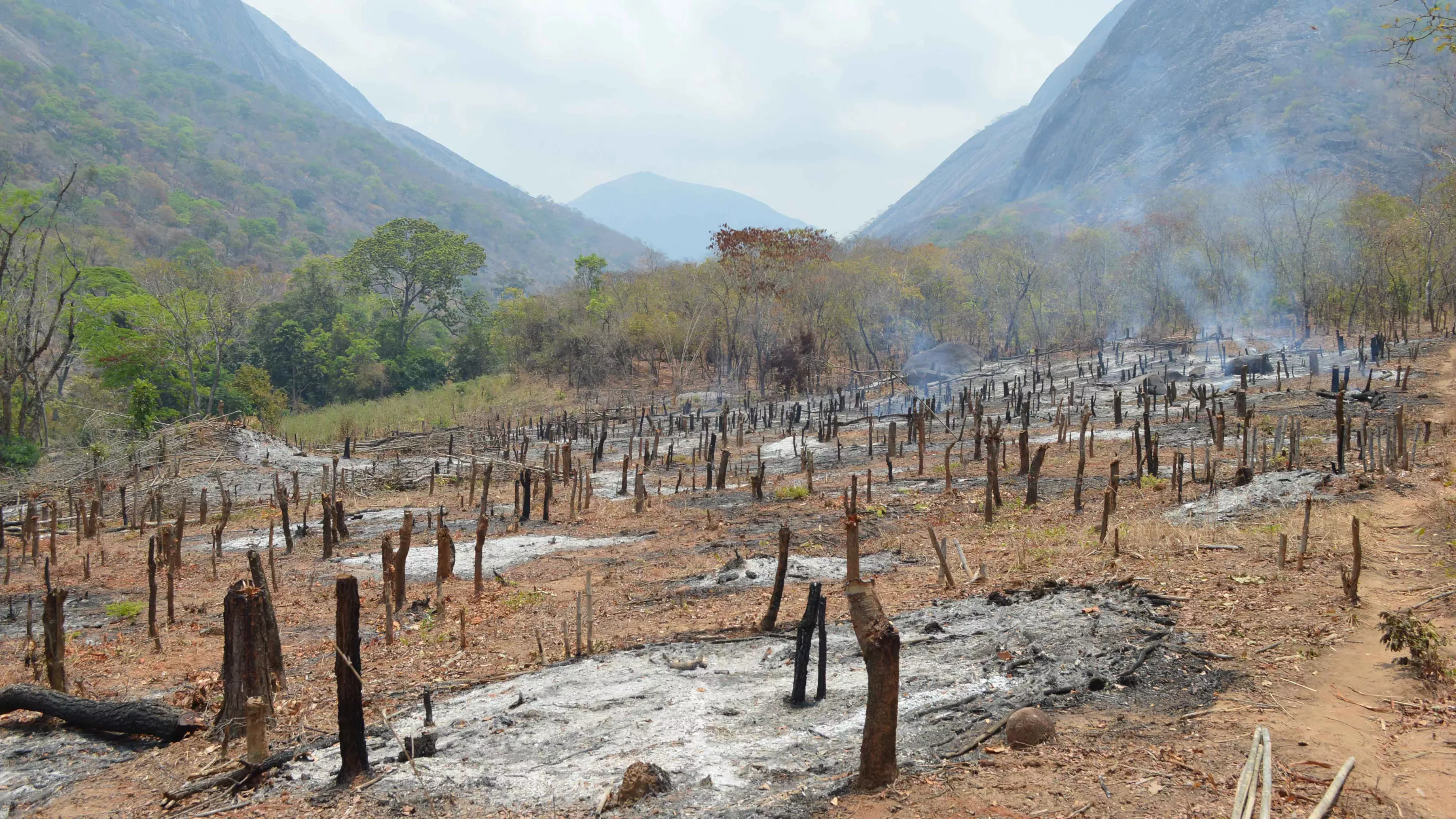Woodland clearance in foothills of Ribaue Mountains in Mozambique. @RBG Kew/I.Darbyshire. 
