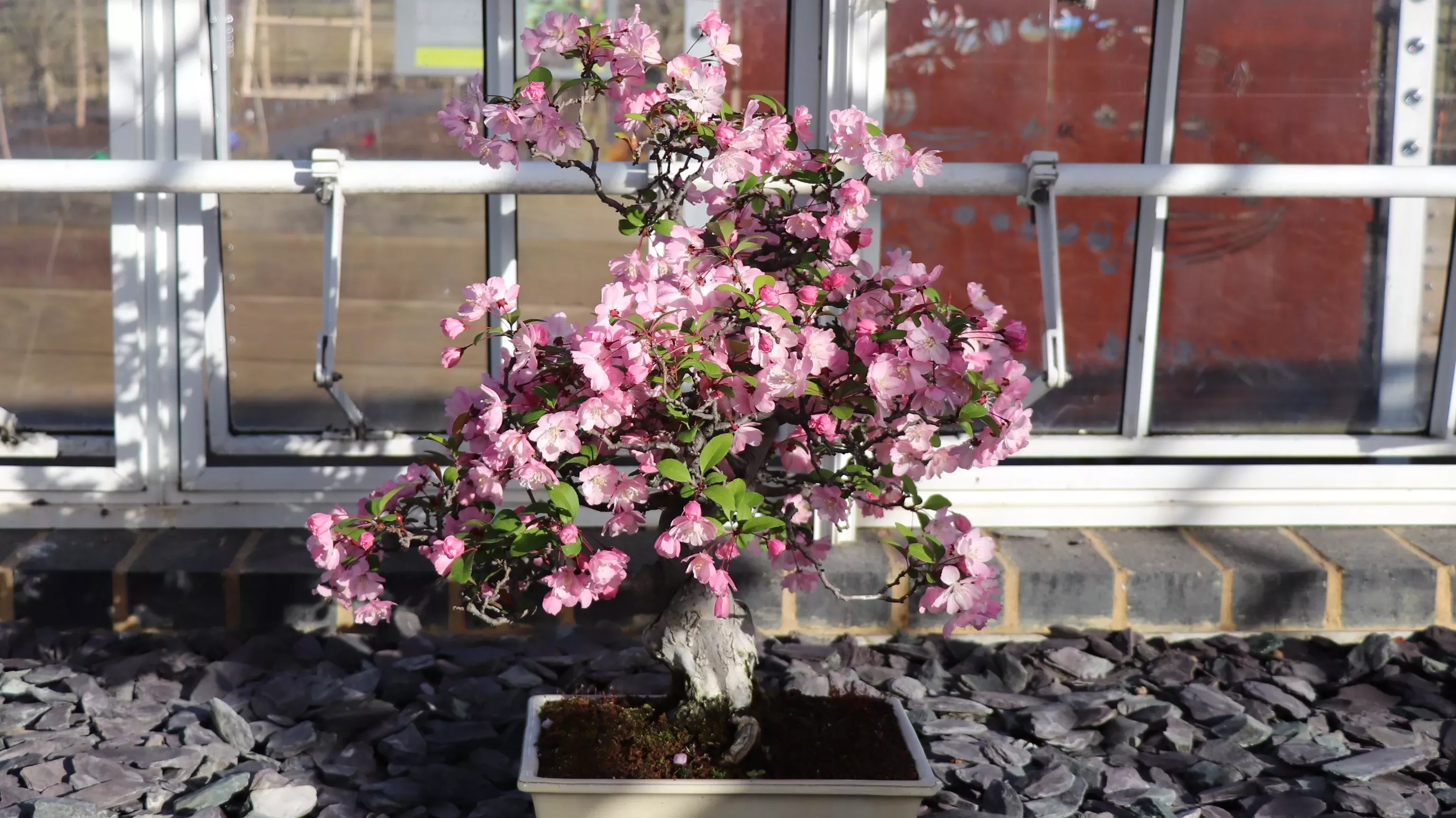 Pink blossom of bonsai Hall crabapple tree (Malus halliana)