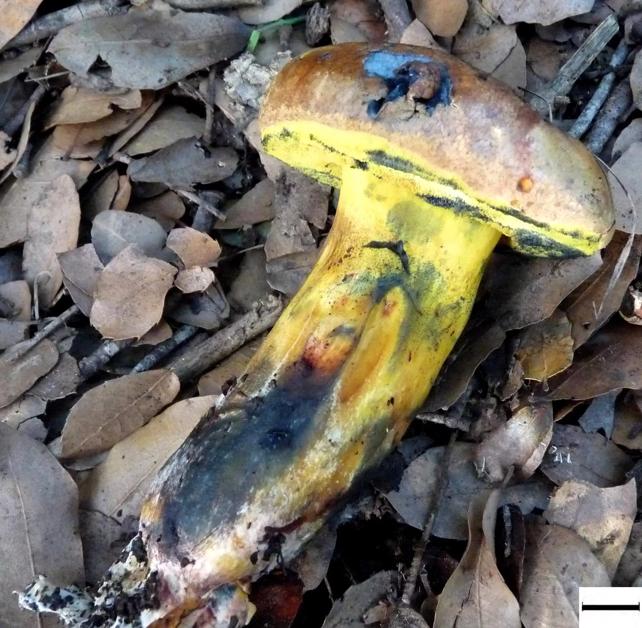 This mushroom is in a bad way indeed. In a stage of decomposition its base and cap have begun to rot, though its traditional mushroom shape are still visible
