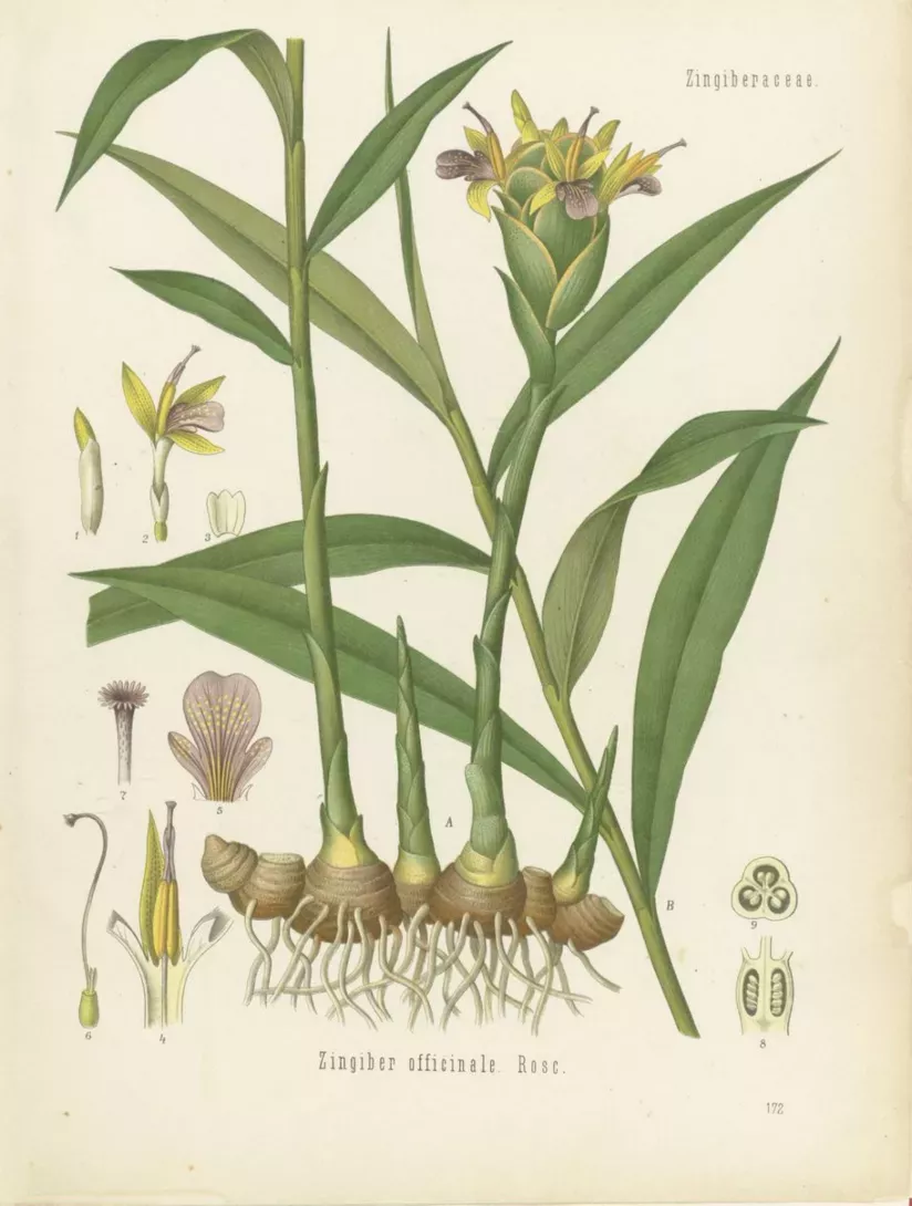 Botanical illustration of ginger plant