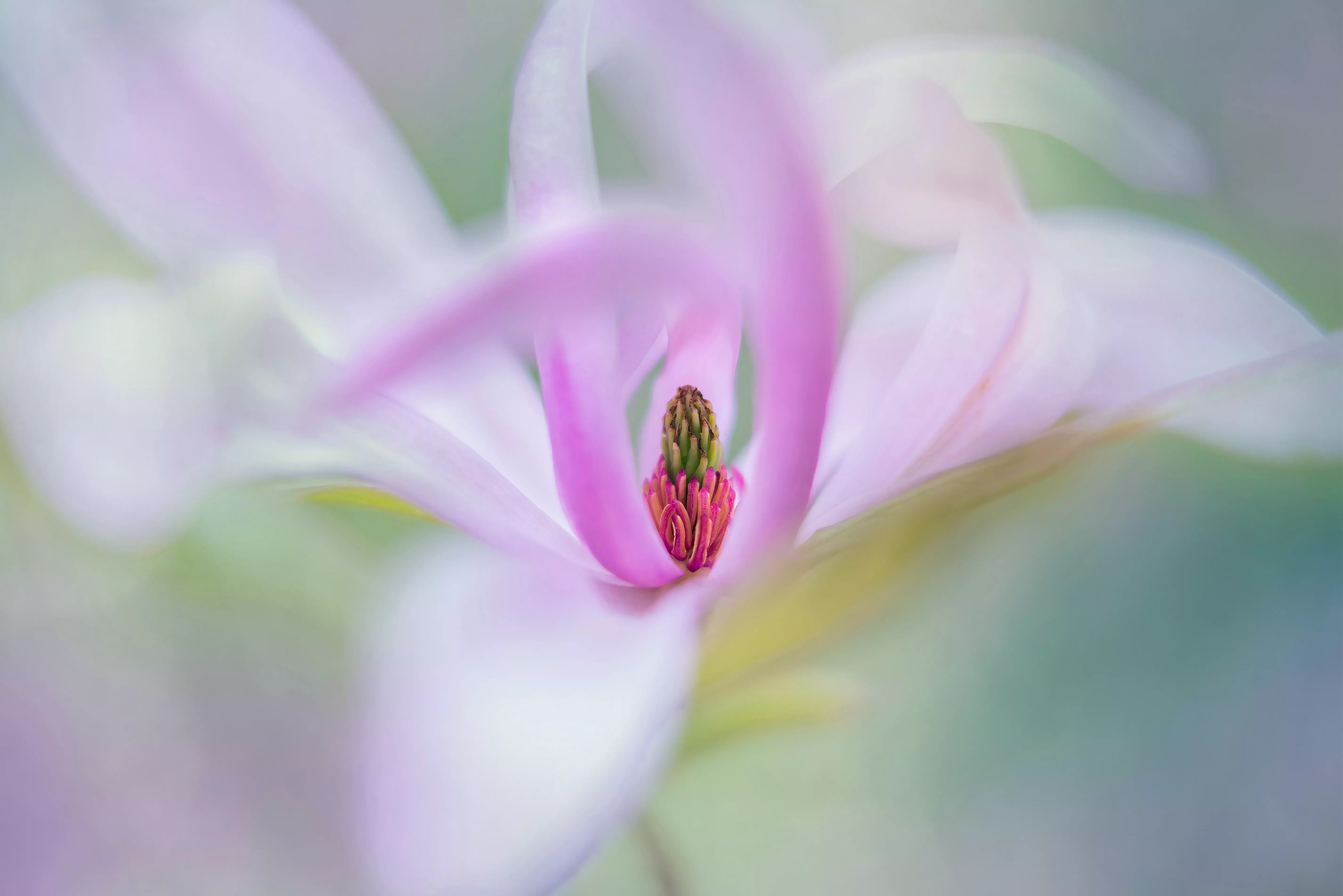 Macro shot of a pink flower