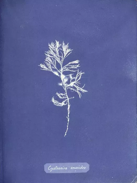 White print of delicate flower on a dark blue background