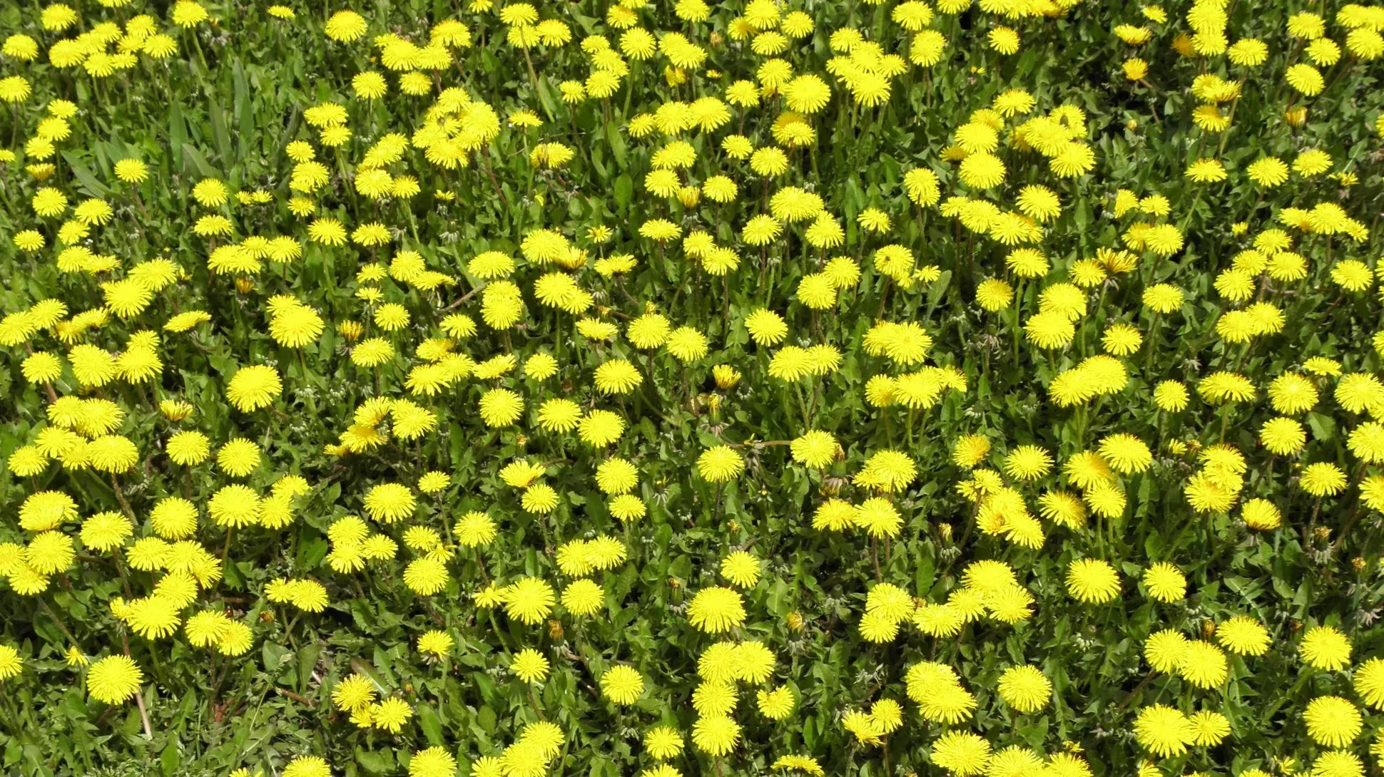 A field full of yellow dandelion flowers on green grass