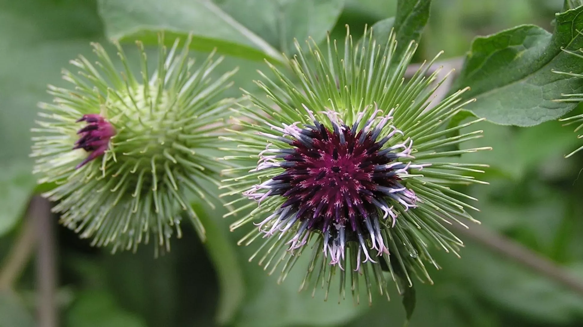Spiked green seed pods with a purple centre
