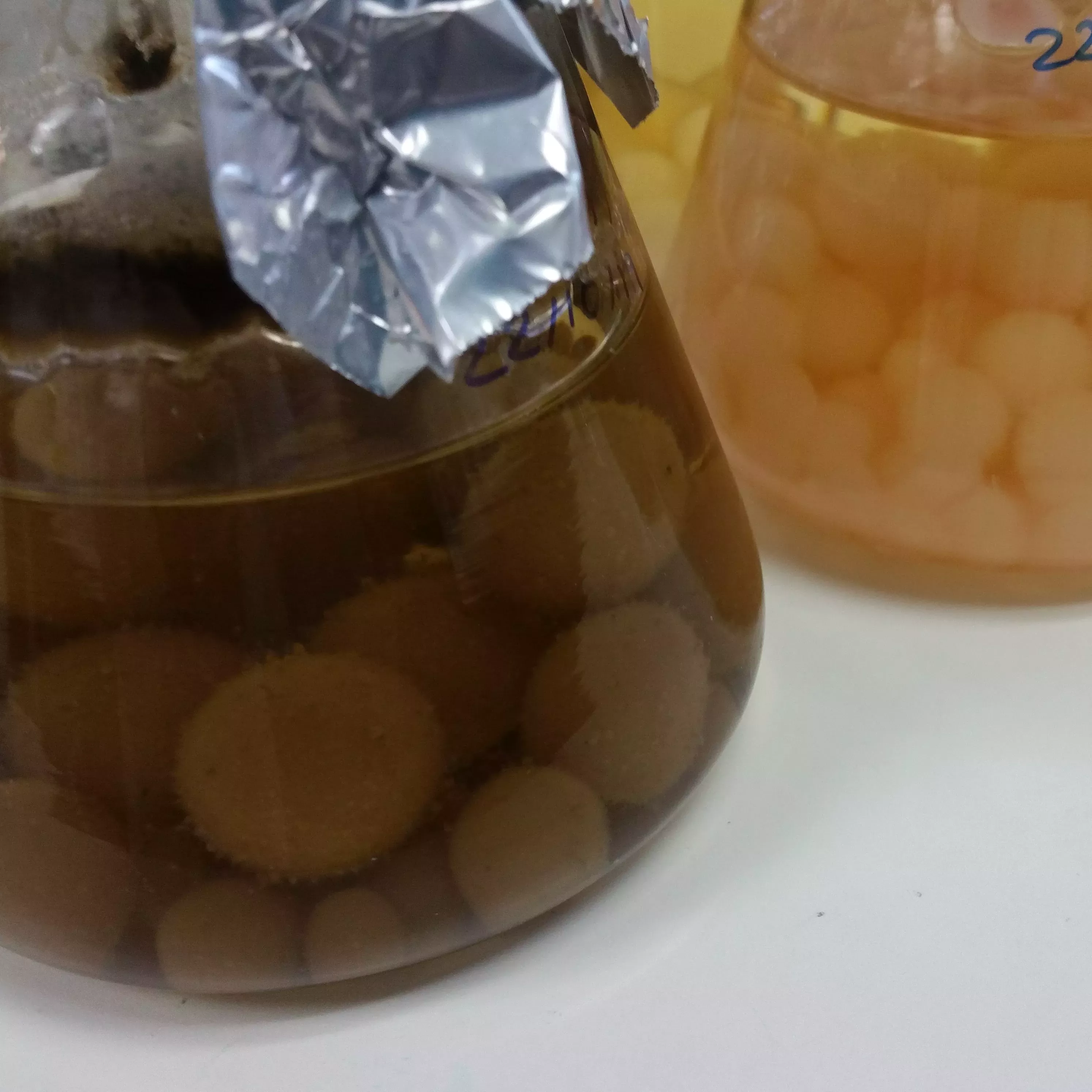Balls of fungus floating in a conical flask liquid