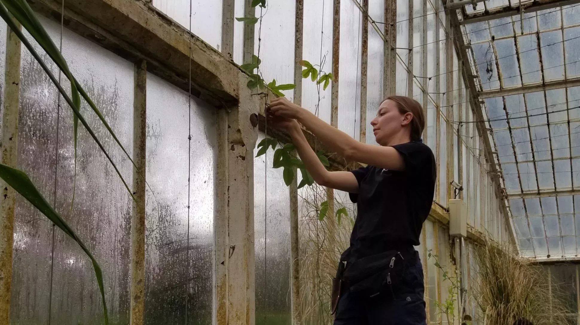 A person tying a plant to the wall of a glasshouse