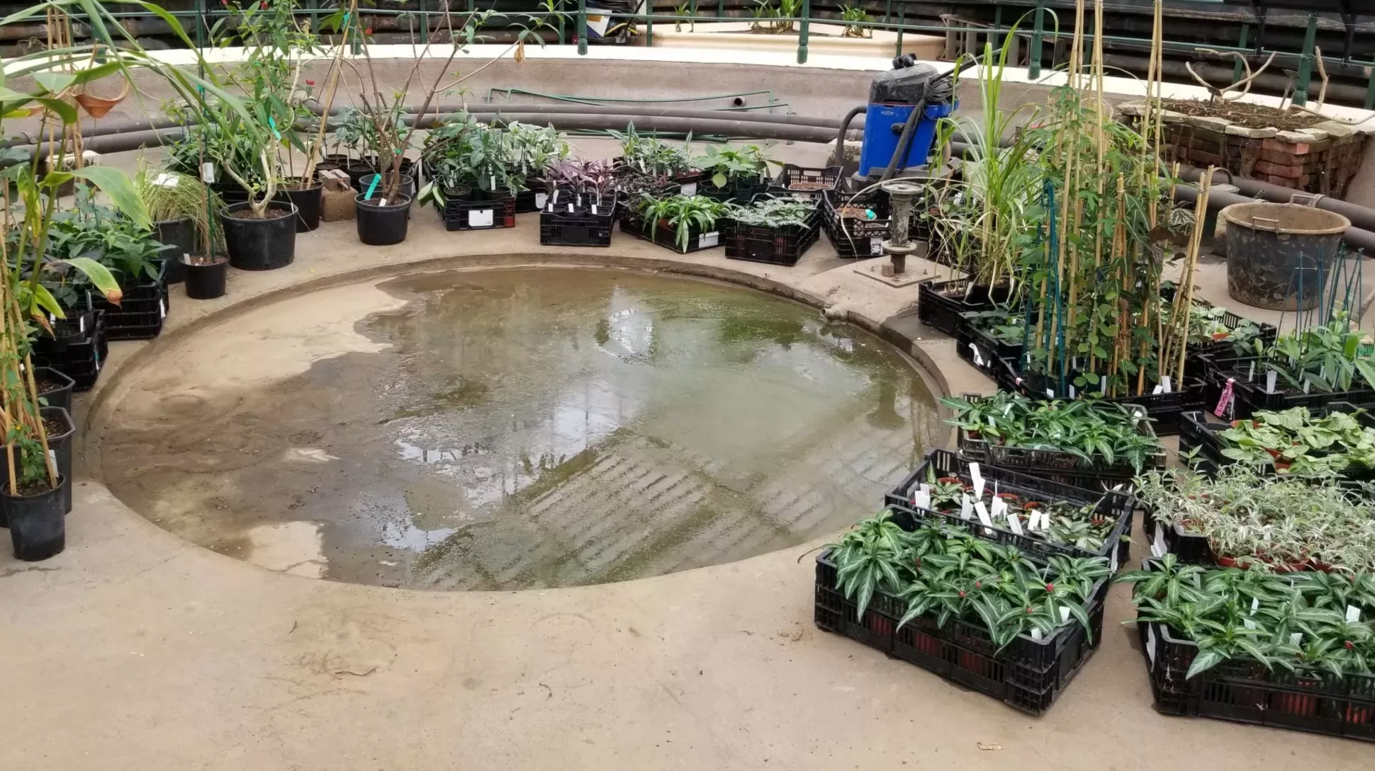 A large number of plants in pots around a small puddle of water