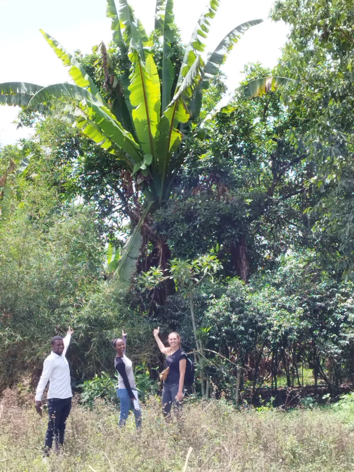 Three researchers are dwarfed by an enormous enset plant, which has huge leaves sprouting from a thick wooded trunk